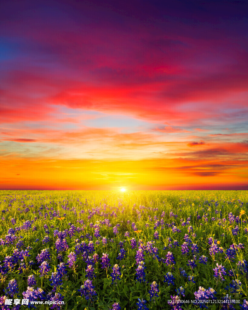 花海日落美景