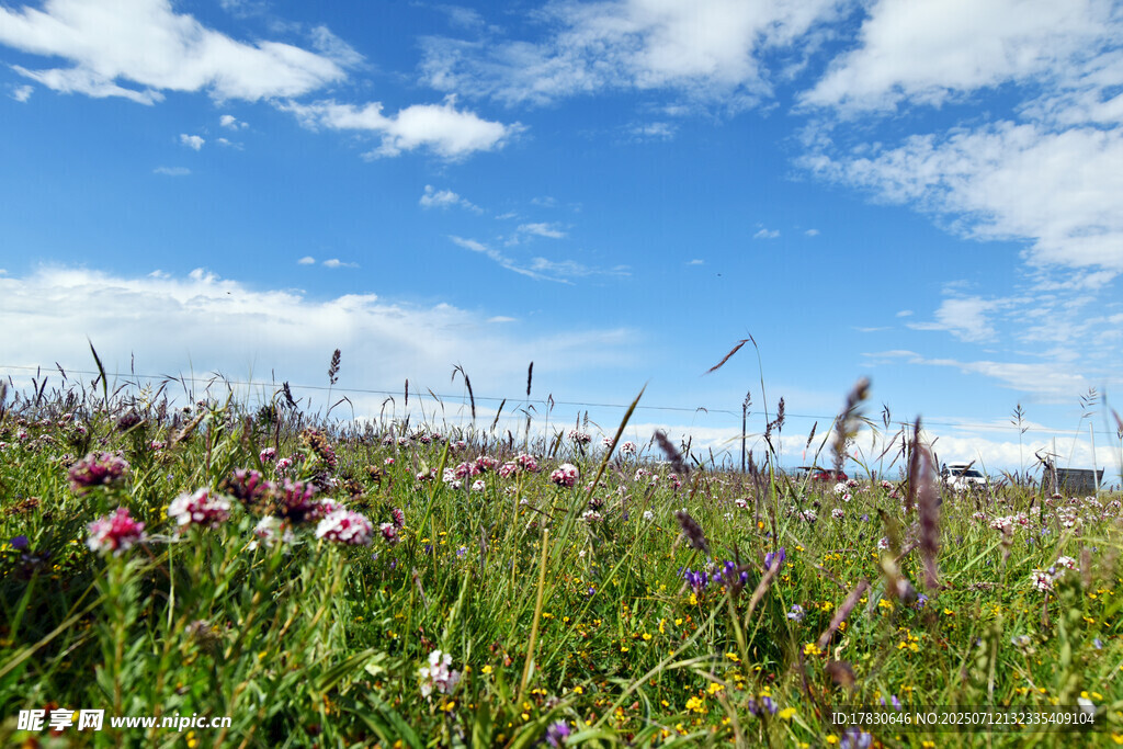 美麗野花盛開的廣闊草地
