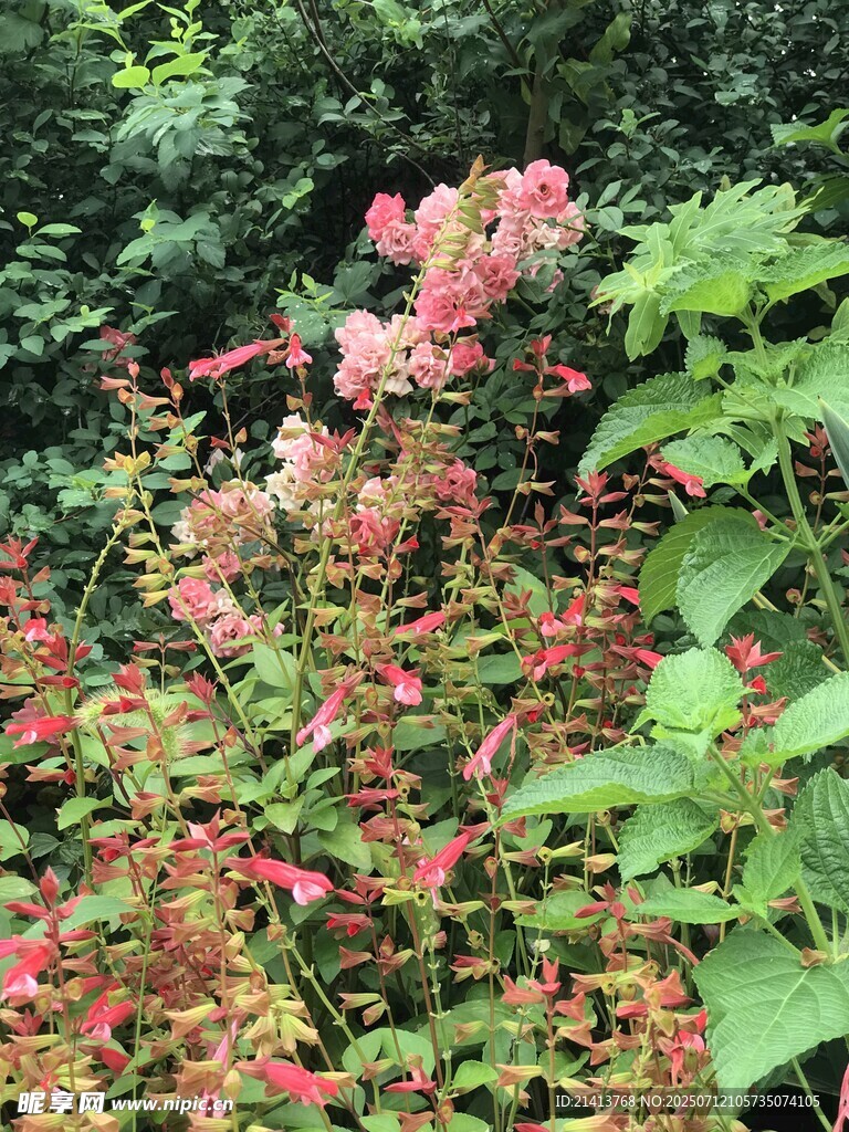 多彩花卉綻放于綠植間