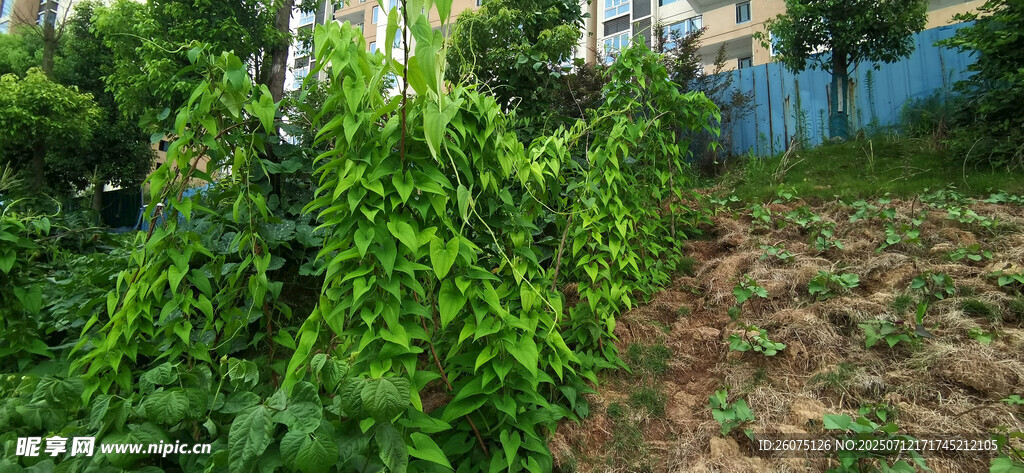 綠意盎然的田園腳板薯