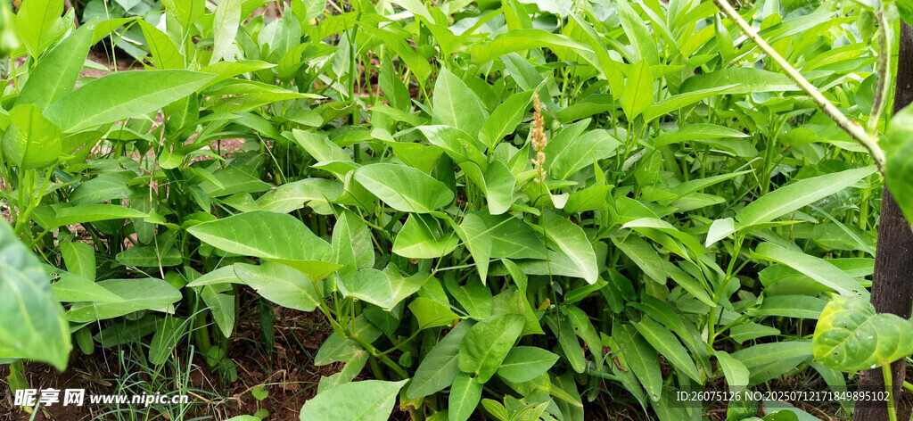 菜地里綠葉繁茂的空心菜