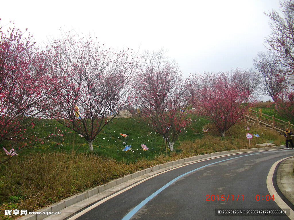 春日繁花盛開(kāi)的蜿蜒公路