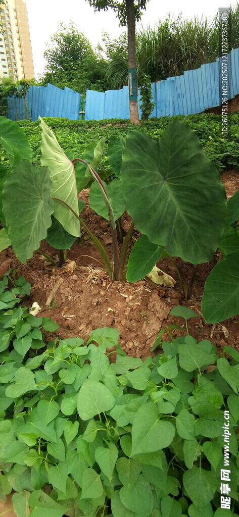 綠葉繁茂的菜園景象