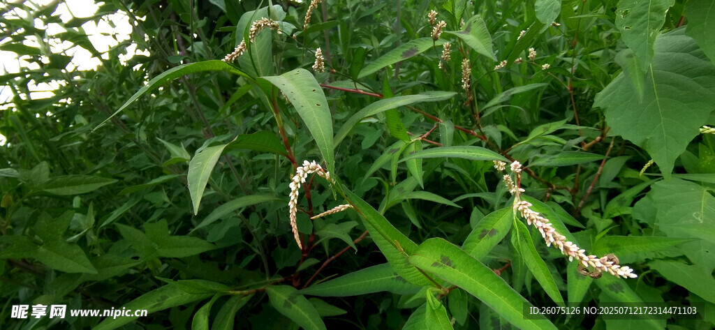 酸模葉蓼繁茂綠植