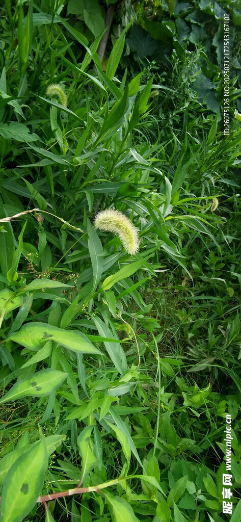 綠葉叢中的狗尾巴草