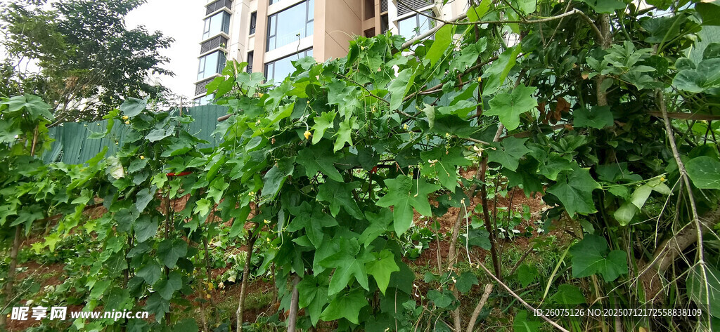繁茂瓜藤瓜架自然景象