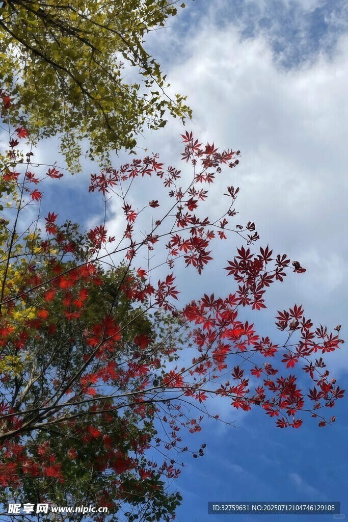 藍(lán)天紅葉樹枝美景