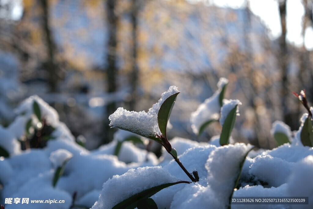 雪覆植物