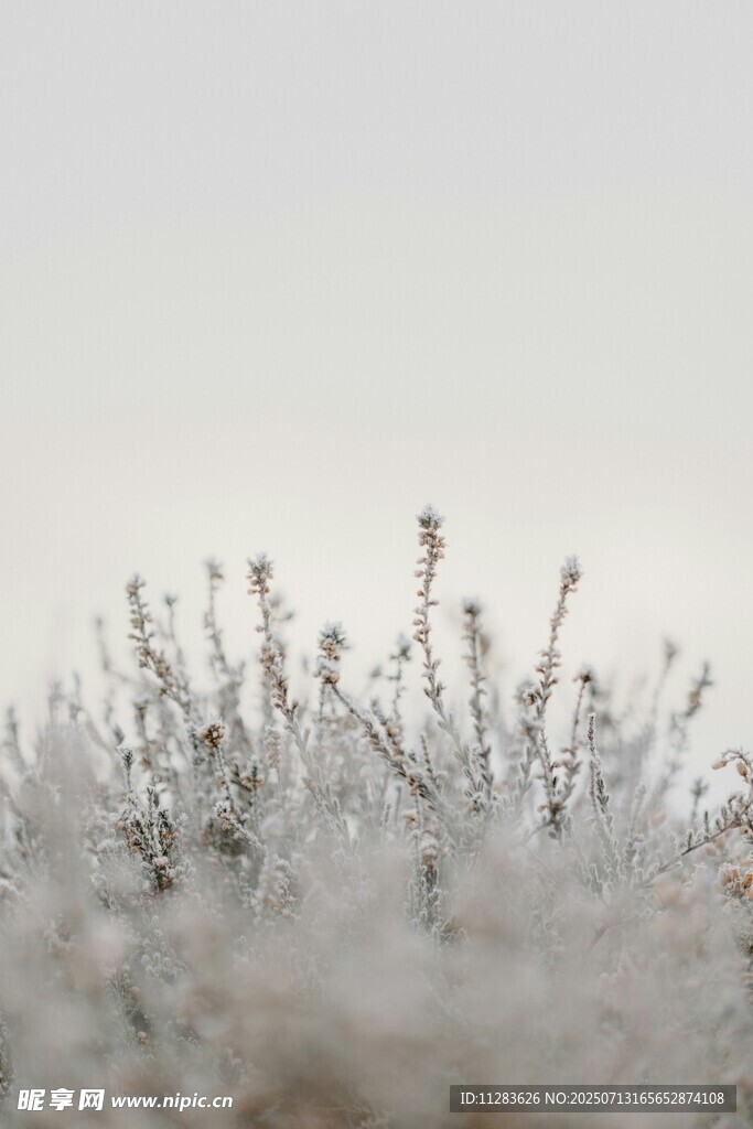 覆雪小草