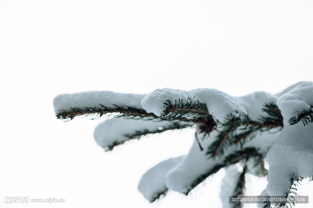 枝頭覆雪的翠綠松枝