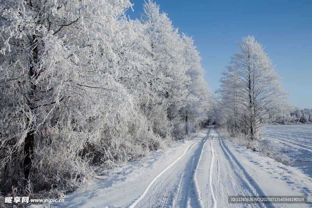 冬日雪覆林間路