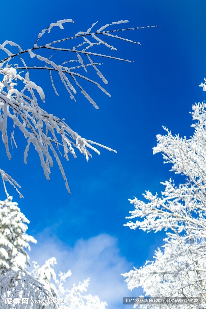 冬日雪景下的銀白樹枝