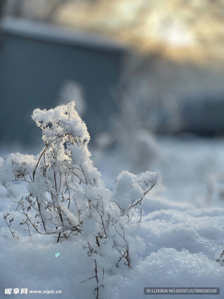 雪覆植物