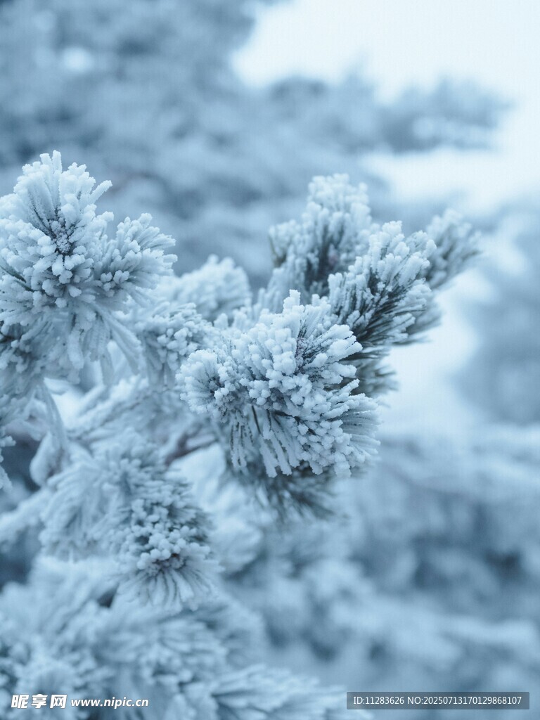冬日覆霜的松枝美景