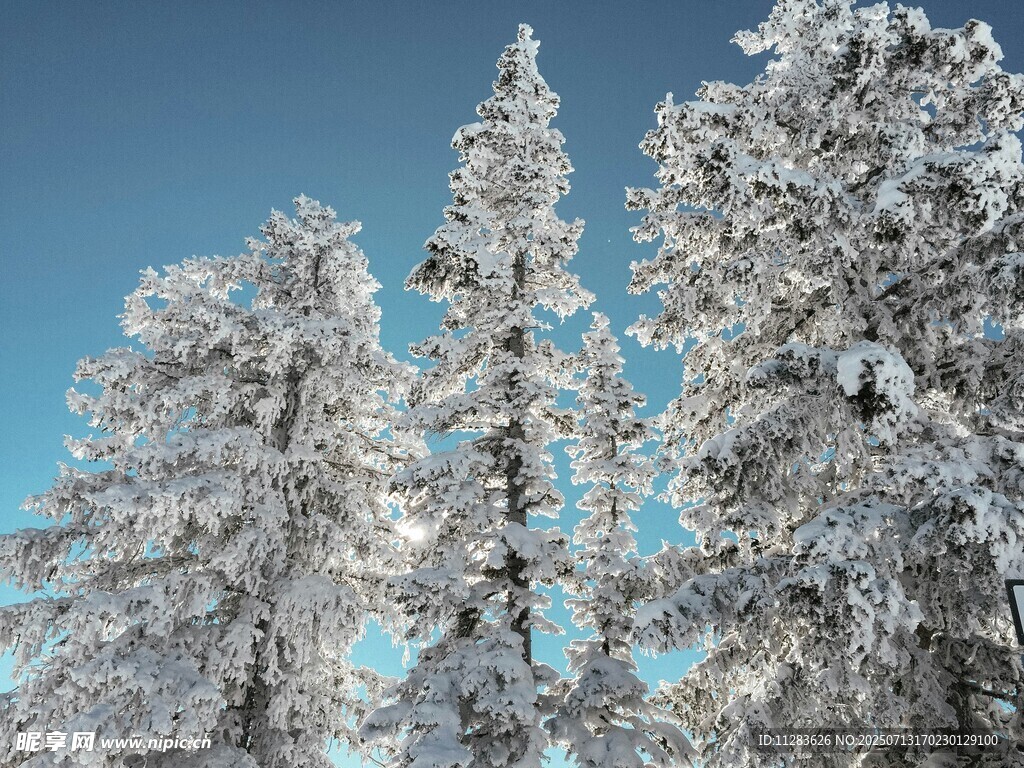 雪覆松林