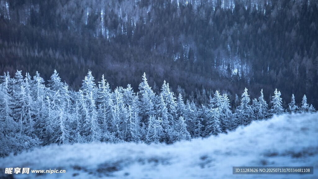 冬日雪覆松林美景