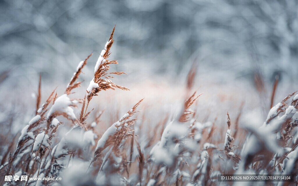雪覆野草的冬日景致