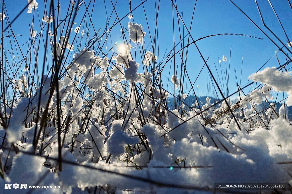 雪覆枯草