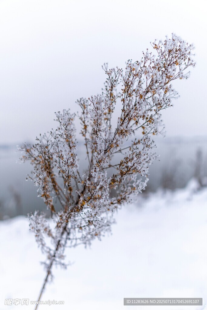 雪覆枝椏的冬日景致