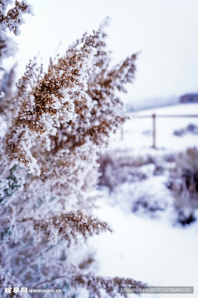 雪覆枝葉的冬日景致