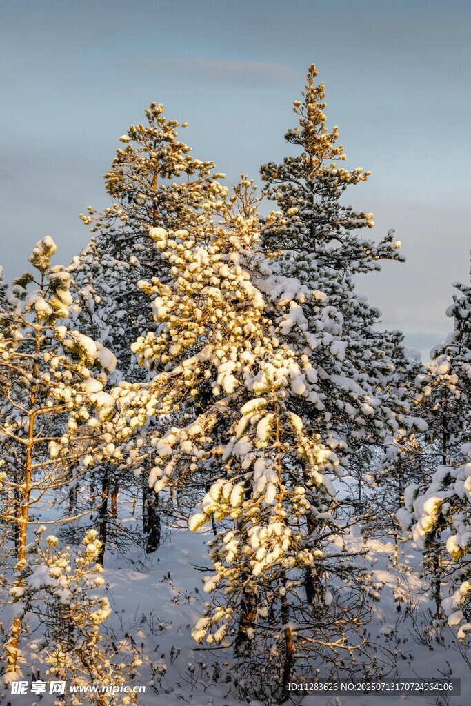 雪覆松林美景