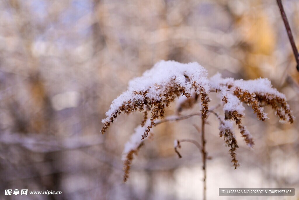 雪覆秋枝的靜謐景致