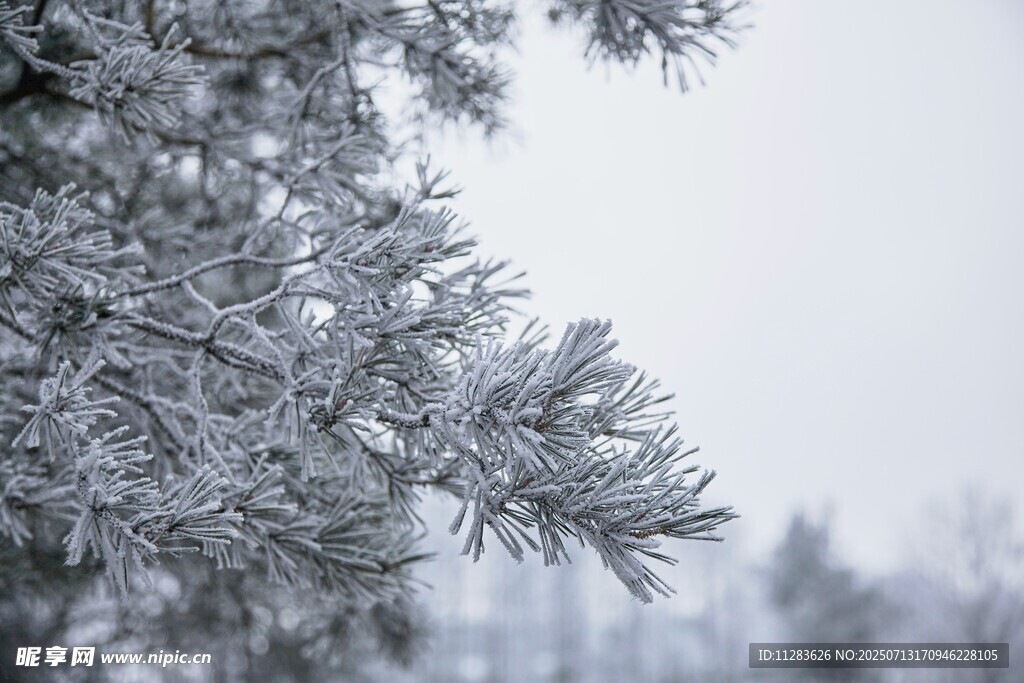 雪覆松枝的冬日美景