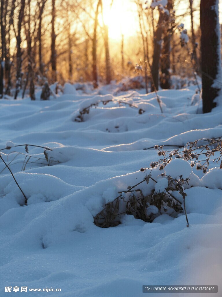 冬日雪林夕陽(yáng)美景