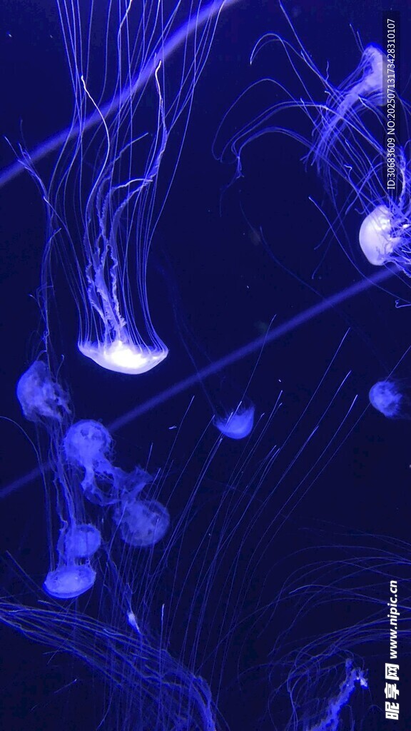 水母