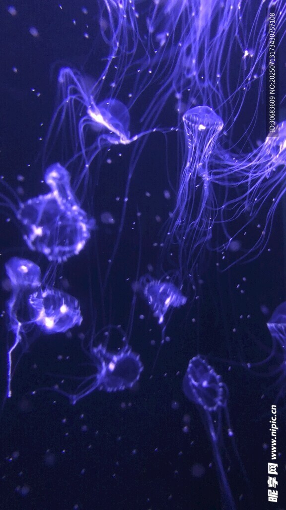 水母