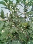 桔樹開花結(jié)果