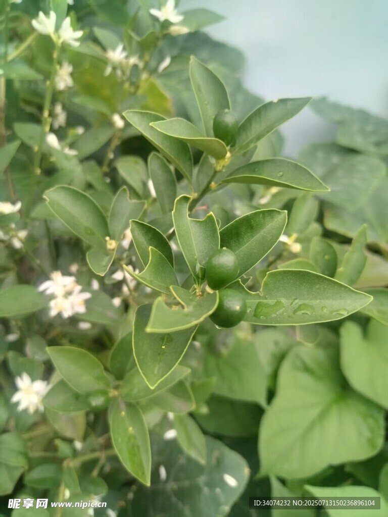 綠色植物