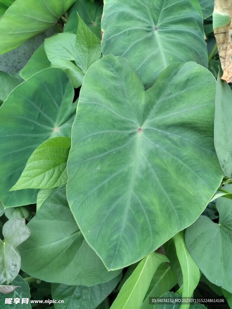 芋頭葉
