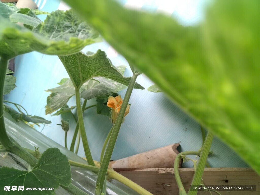 南瓜花葉