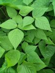 綠豆植株