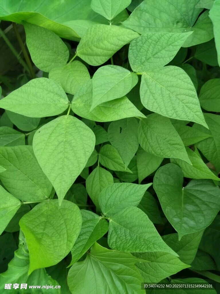 綠豆植株