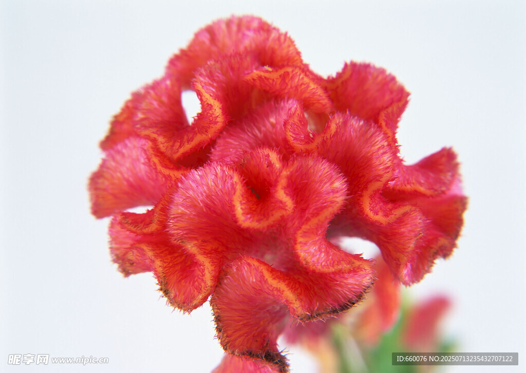 艷麗紅色雞冠花特寫(xiě)