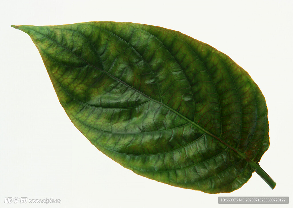 一片翠綠的獨(dú)特紋理葉片