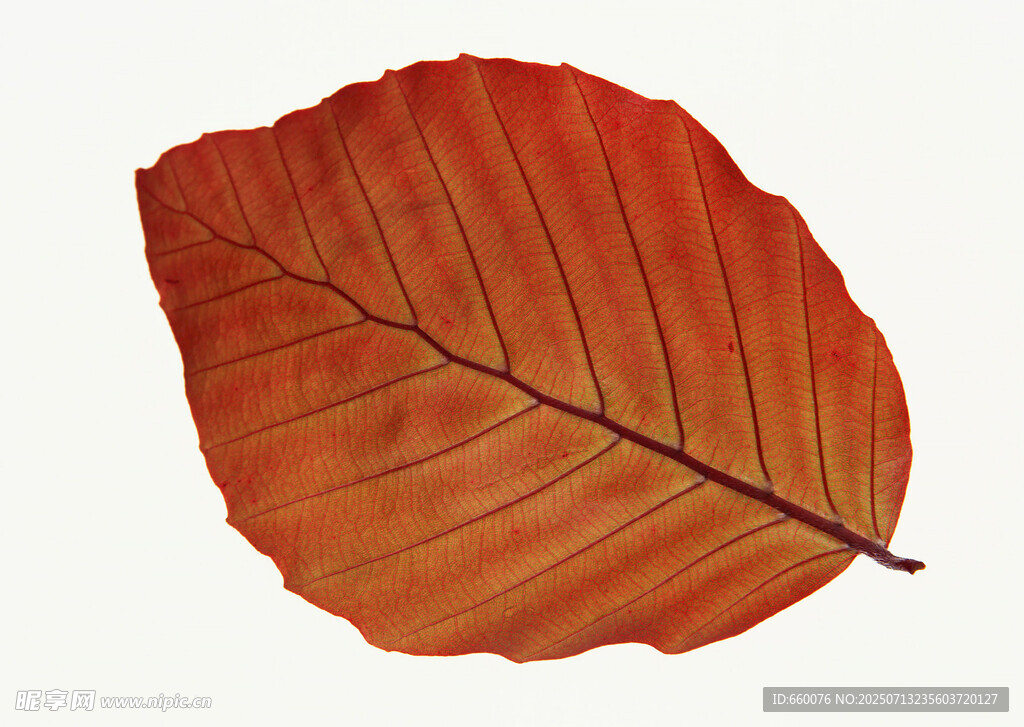 橙紅色秋葉特寫