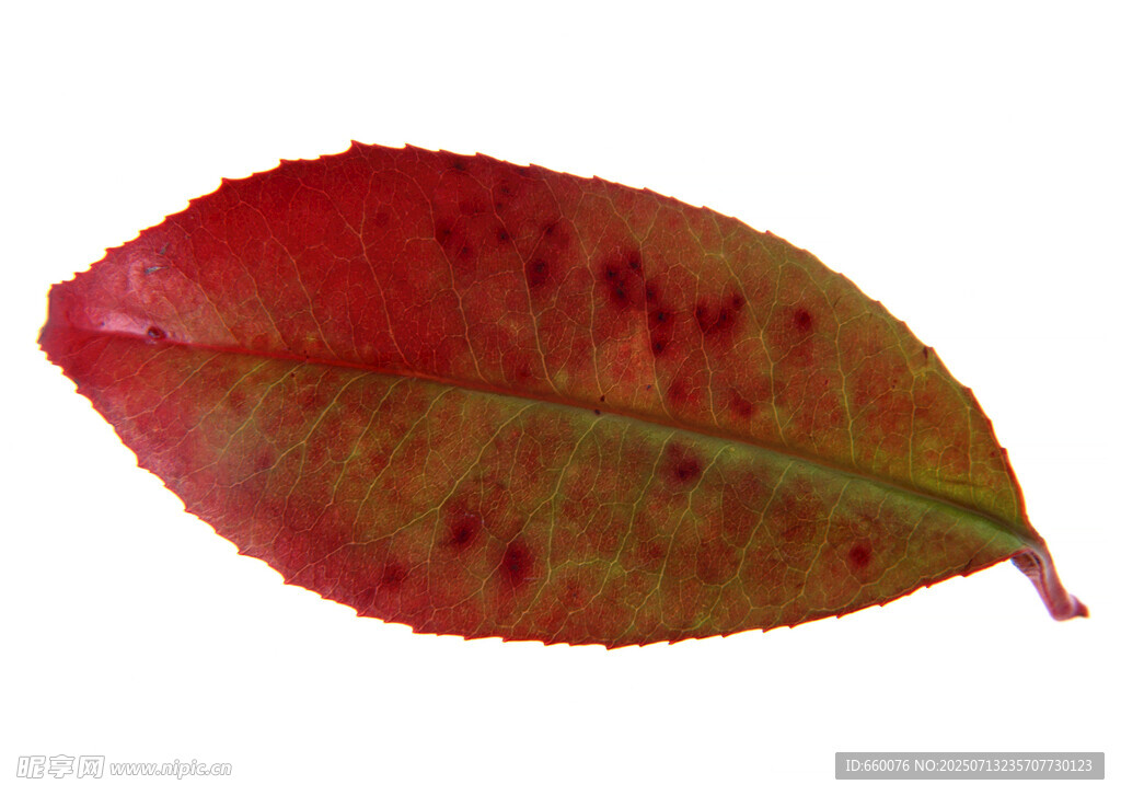 紅底斑駁彩色葉片