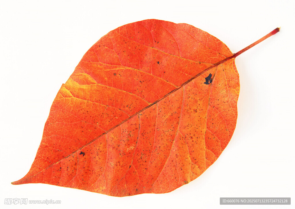 橙紅色秋葉特寫