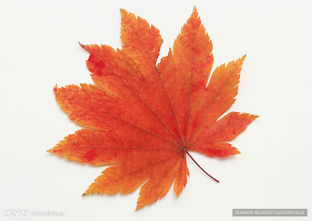 橙紅色楓葉特寫