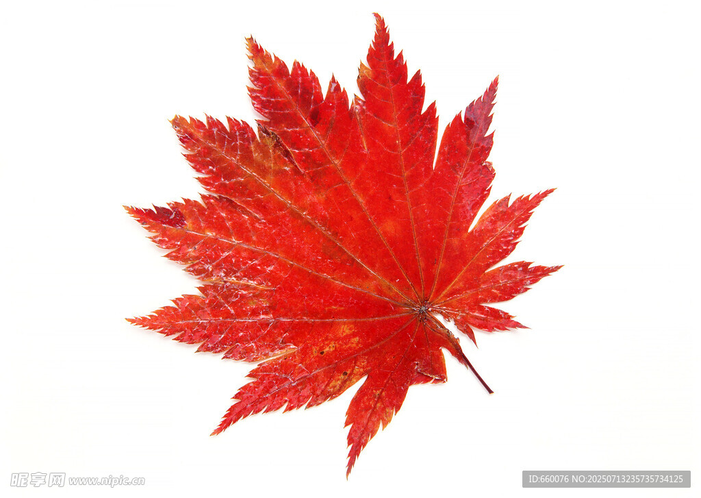 鮮艷紅楓葉