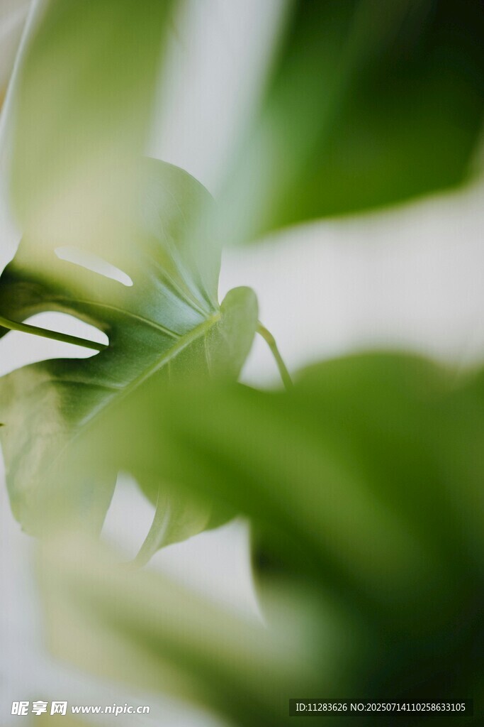 清新綠葉特寫
