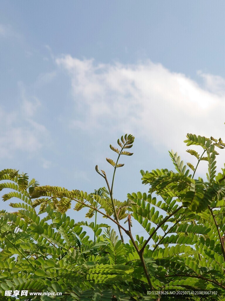 綠葉之上的藍天白云