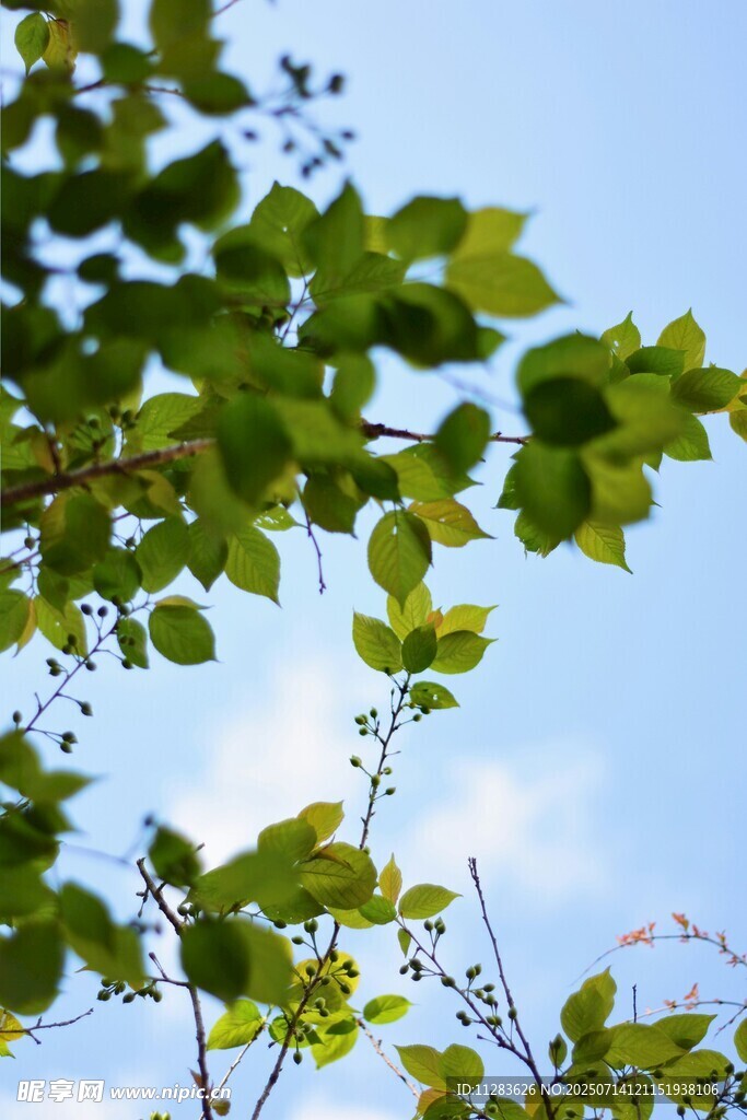 藍天綠葉