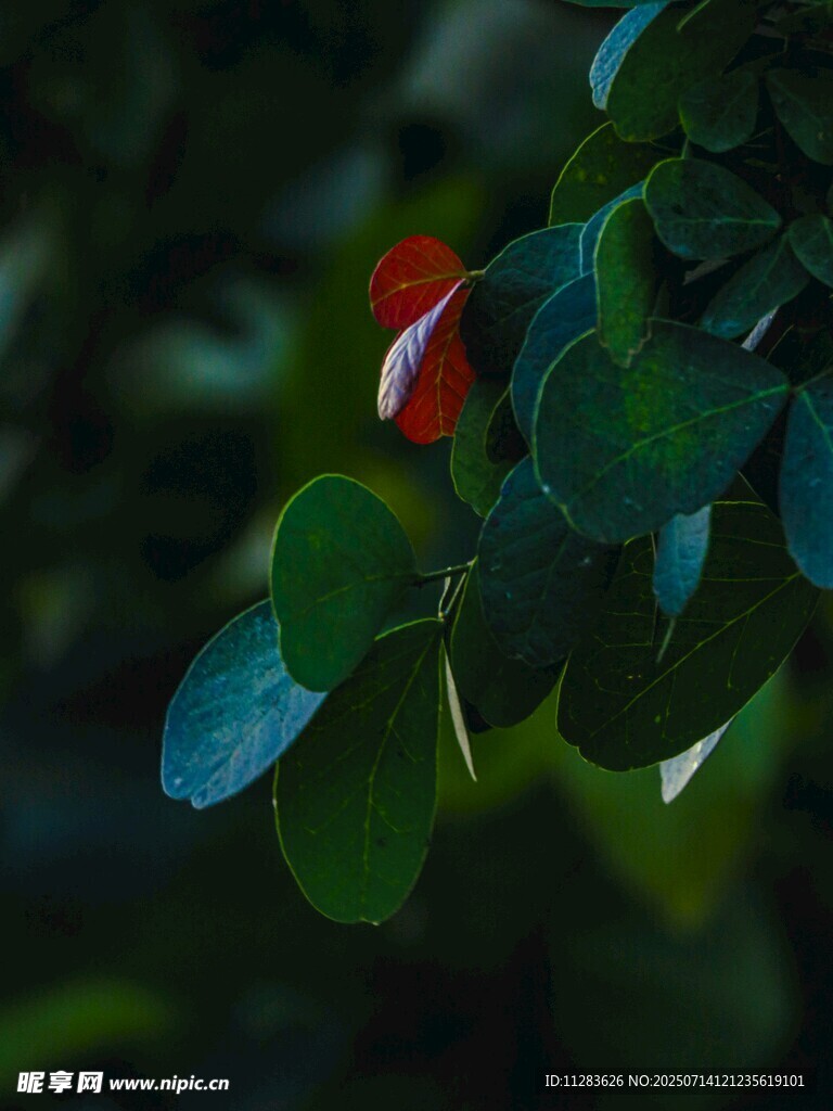 綠葉間的一抹紅