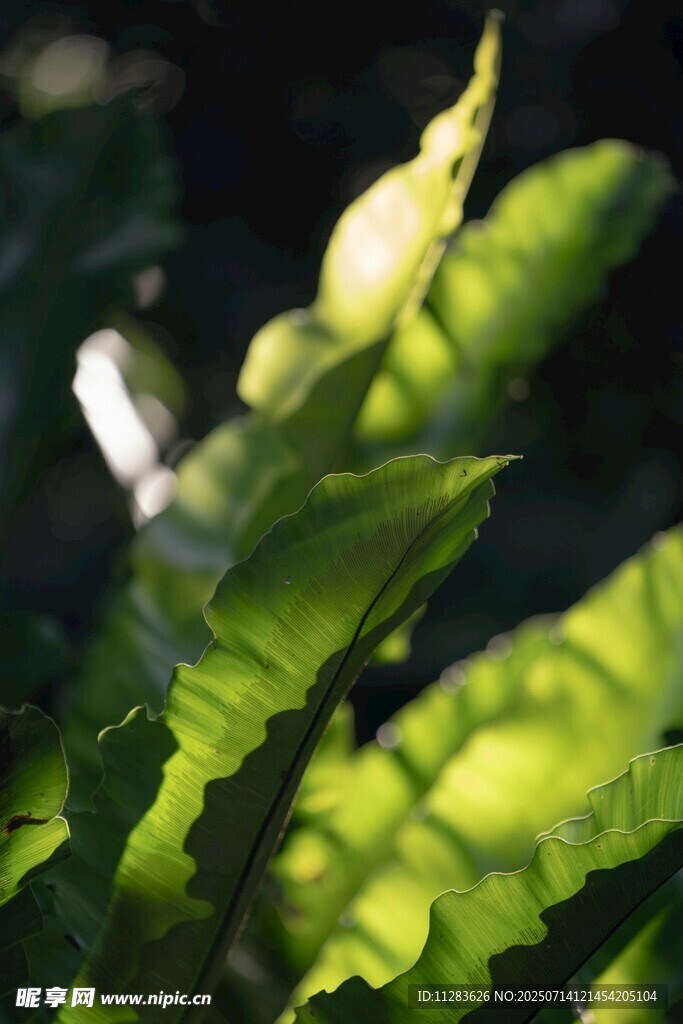 陽(yáng)光下的翠綠蕨類(lèi)葉片