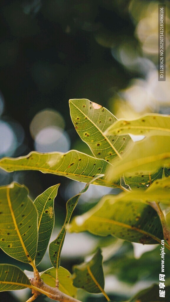 陽光下的翠綠葉片