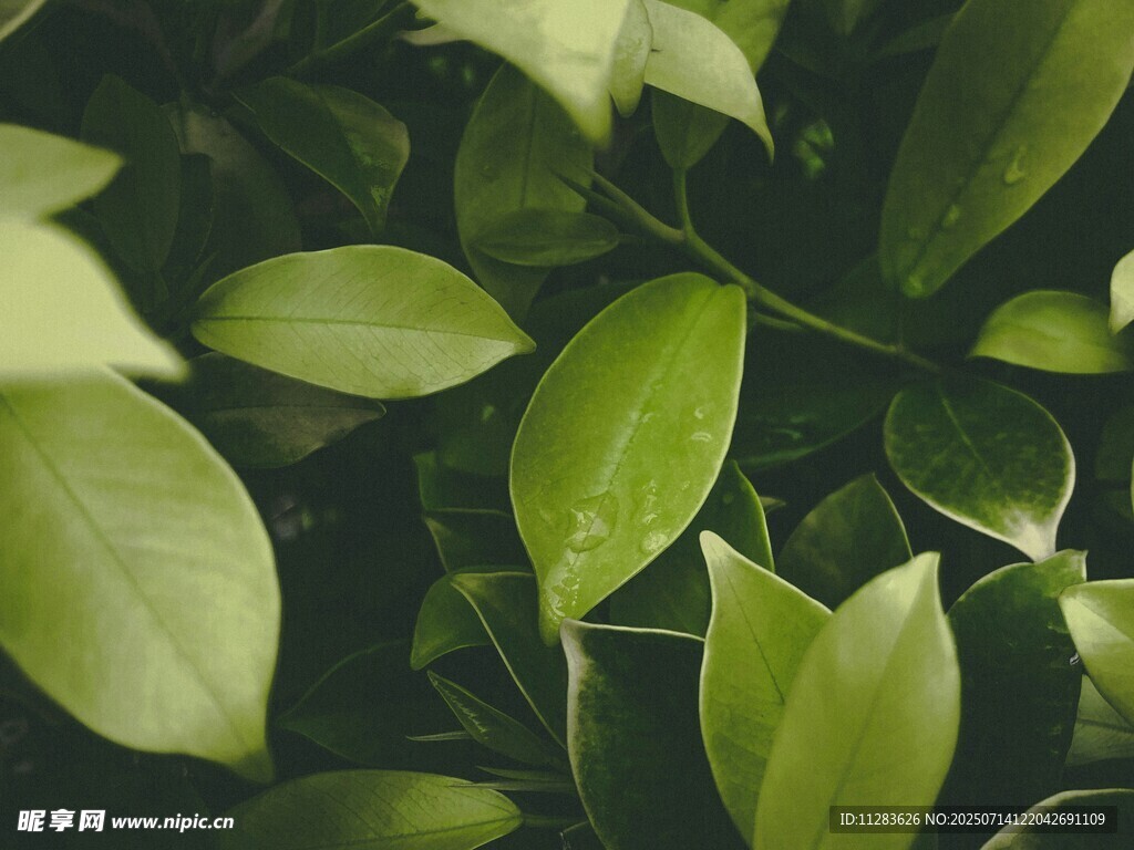 翠綠葉片特寫(xiě)